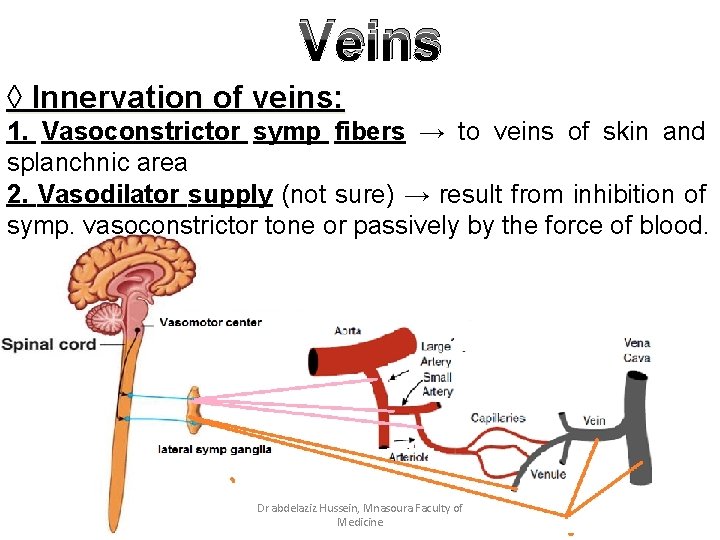 Veins ◊ Innervation of veins: 1. Vasoconstrictor symp fibers → to veins of skin