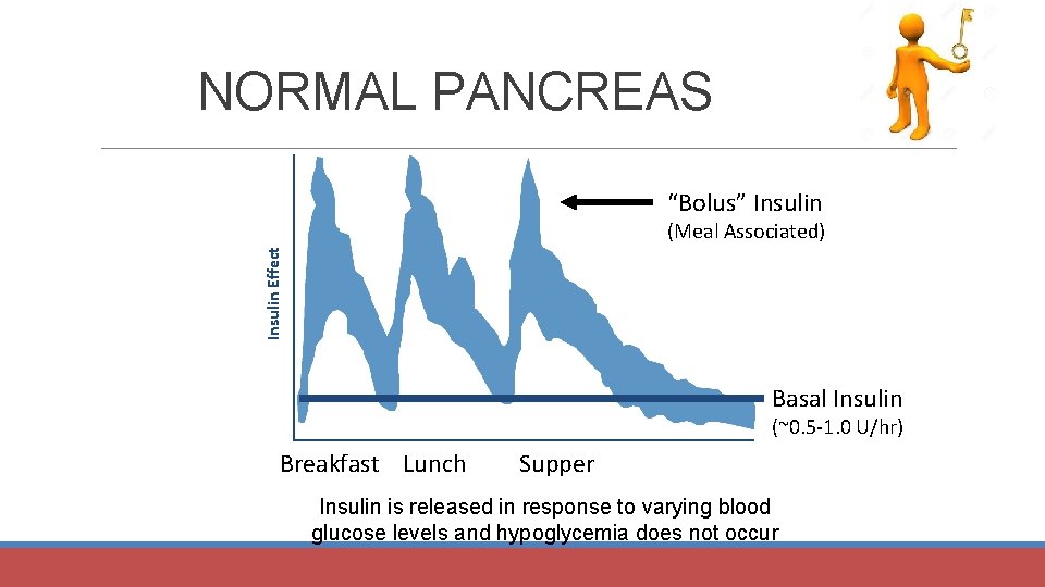 NORMAL PANCREAS “Bolus” Insulin Effect (Meal Associated) Basal Insulin (~0. 5 -1. 0 U/hr)