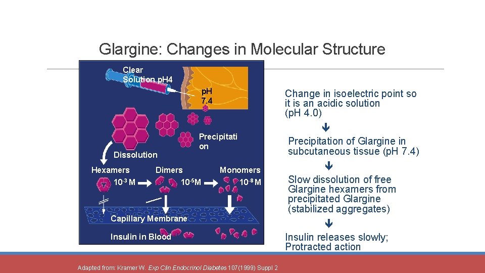 Glargine: Changes in Molecular Structure Clear Solution p. H 4 p. H 7. 4
