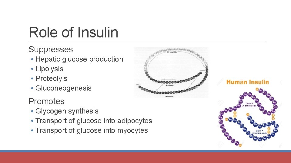 Role of Insulin Suppresses • Hepatic glucose production • Lipolysis • Proteolyis • Gluconeogenesis