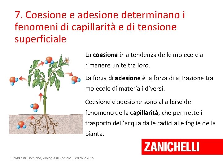 7. Coesione e adesione determinano i fenomeni di capillarità e di tensione superficiale La 7. Coesione e adesione determinano i fenomeni di capillarità e di tensione superficiale La