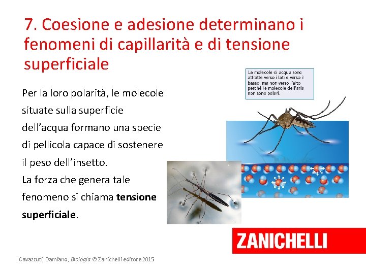 7. Coesione e adesione determinano i fenomeni di capillarità e di tensione superficiale Per 7. Coesione e adesione determinano i fenomeni di capillarità e di tensione superficiale Per