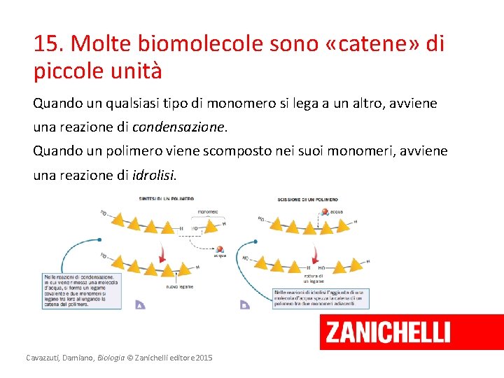 15. Molte biomolecole sono «catene» di piccole unità Quando un qualsiasi tipo di monomero 15. Molte biomolecole sono «catene» di piccole unità Quando un qualsiasi tipo di monomero