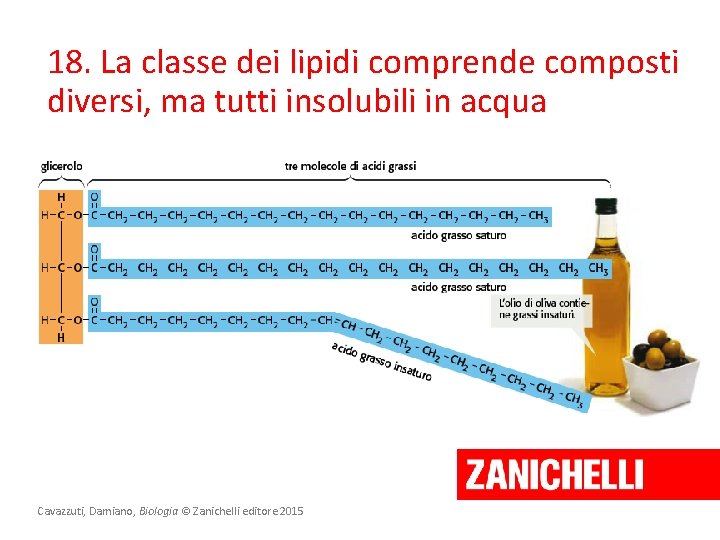18. La classe dei lipidi comprende composti diversi, ma tutti insolubili in acqua Cavazzuti, 18. La classe dei lipidi comprende composti diversi, ma tutti insolubili in acqua Cavazzuti,