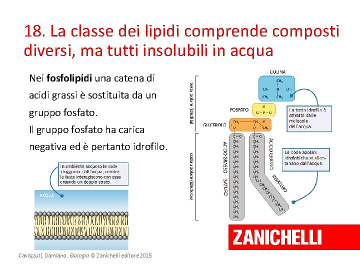 18. La classe dei lipidi comprende composti diversi, ma tutti insolubili in acqua Nei 18. La classe dei lipidi comprende composti diversi, ma tutti insolubili in acqua Nei