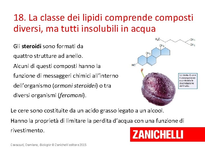18. La classe dei lipidi comprende composti diversi, ma tutti insolubili in acqua Gli 18. La classe dei lipidi comprende composti diversi, ma tutti insolubili in acqua Gli