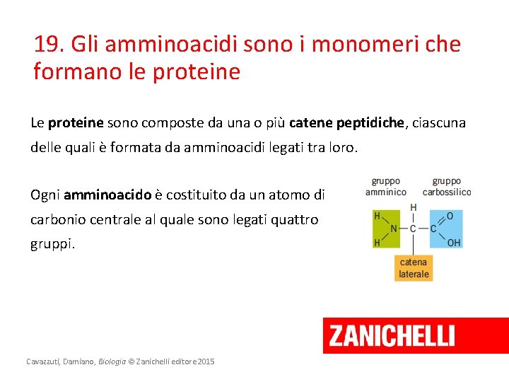 19. Gli amminoacidi sono i monomeri che formano le proteine Le proteine sono composte 19. Gli amminoacidi sono i monomeri che formano le proteine Le proteine sono composte