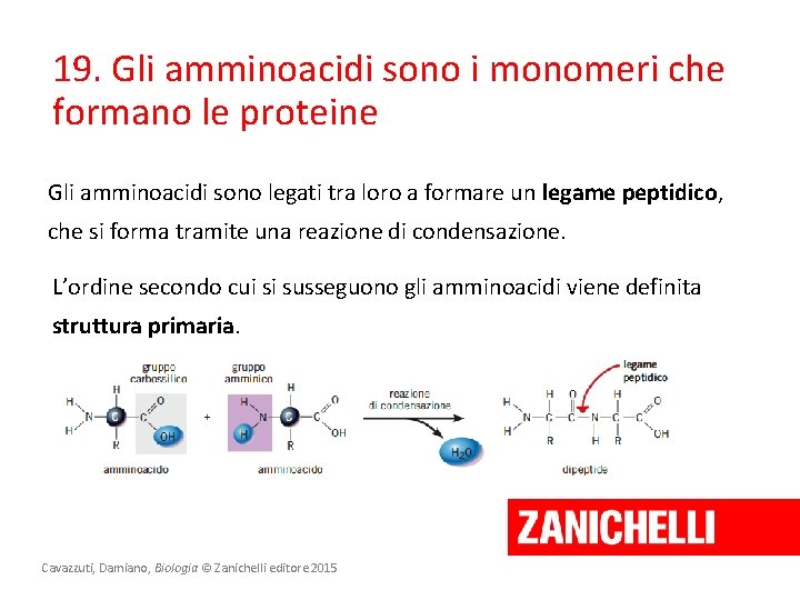 19. Gli amminoacidi sono i monomeri che formano le proteine Gli amminoacidi sono legati 19. Gli amminoacidi sono i monomeri che formano le proteine Gli amminoacidi sono legati