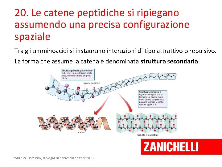 20. Le catene peptidiche si ripiegano assumendo una precisa configurazione spaziale Tra gli amminoacidi 20. Le catene peptidiche si ripiegano assumendo una precisa configurazione spaziale Tra gli amminoacidi