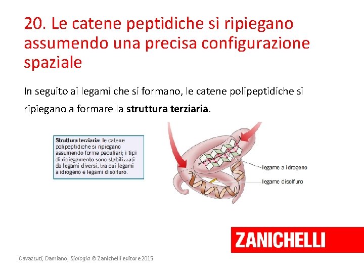 20. Le catene peptidiche si ripiegano assumendo una precisa configurazione spaziale In seguito ai 20. Le catene peptidiche si ripiegano assumendo una precisa configurazione spaziale In seguito ai