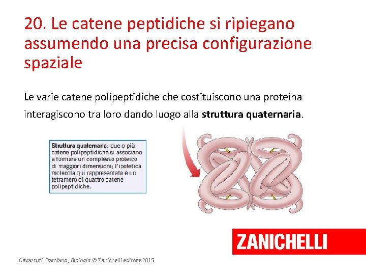 20. Le catene peptidiche si ripiegano assumendo una precisa configurazione spaziale Le varie catene 20. Le catene peptidiche si ripiegano assumendo una precisa configurazione spaziale Le varie catene