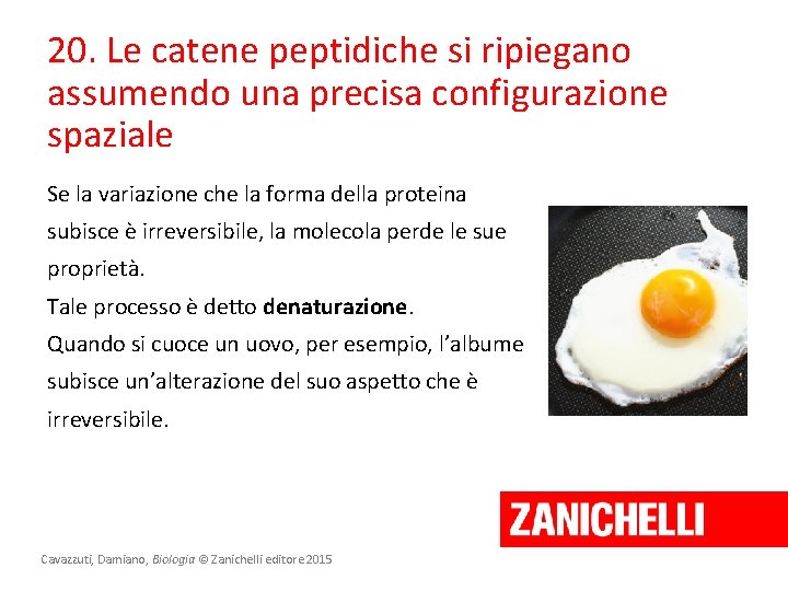 20. Le catene peptidiche si ripiegano assumendo una precisa configurazione spaziale Se la variazione 20. Le catene peptidiche si ripiegano assumendo una precisa configurazione spaziale Se la variazione