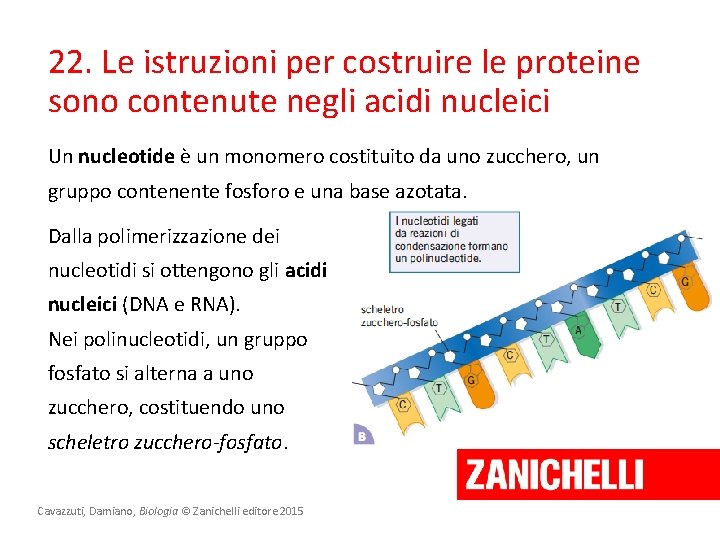 22. Le istruzioni per costruire le proteine sono contenute negli acidi nucleici Un nucleotide 22. Le istruzioni per costruire le proteine sono contenute negli acidi nucleici Un nucleotide