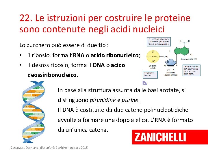 22. Le istruzioni per costruire le proteine sono contenute negli acidi nucleici Lo zucchero 22. Le istruzioni per costruire le proteine sono contenute negli acidi nucleici Lo zucchero