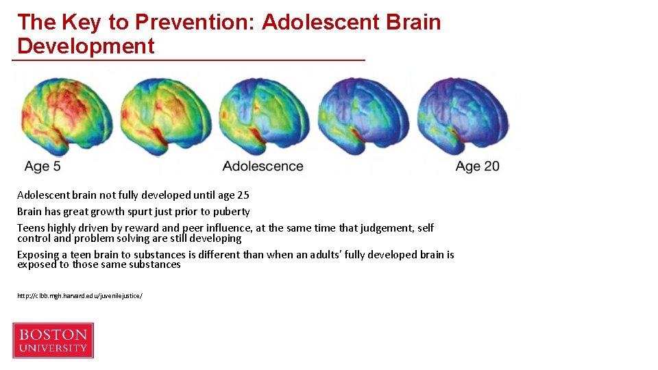 The Key to Prevention: Adolescent Brain Development Adolescent brain not fully developed until age