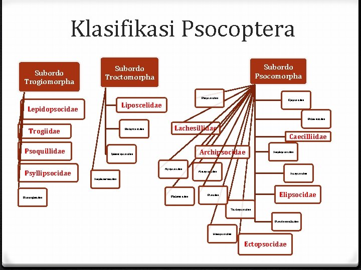 Klasifikasi Psocoptera Subordo Trogiomorpha Subordo Psocomorpha Subordo Troctomorpha Peripsocidae Epipsocidae Liposcelidae Lepidopsocidae Ptiloneuridae Trogiidae