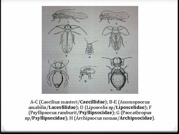 A-C (Caecilius manteri/Caecillidae); B-E (Anomopsocus amabilis/Lacesfilidae); D (Liposcelis sp/Liposcelidae); F (Psyllipsocus ramburit/Psyllipsocidae); G (Psocathropus