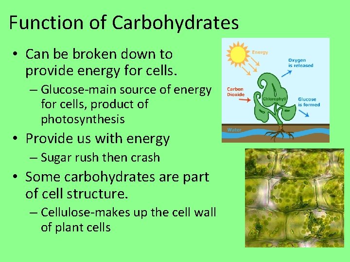 Function of Carbohydrates • Can be broken down to provide energy for cells. –