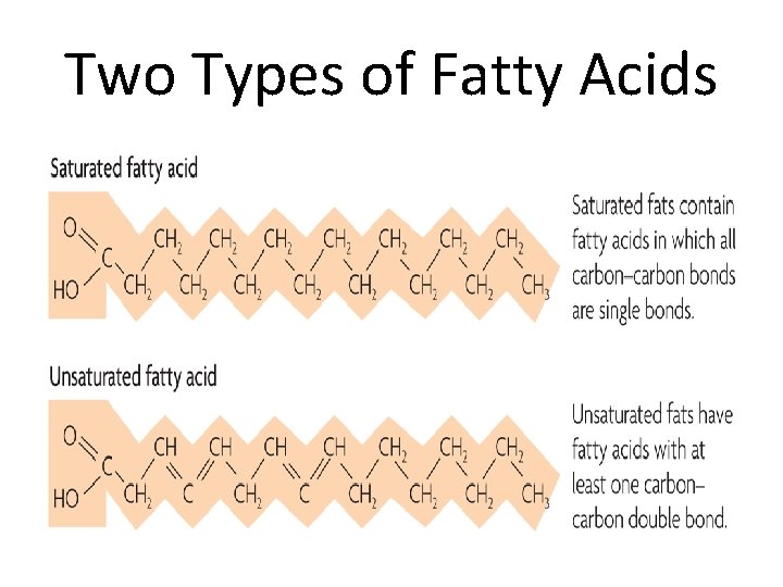 Two Types of Fatty Acids 