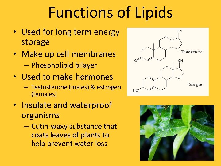 Functions of Lipids • Used for long term energy storage • Make up cell
