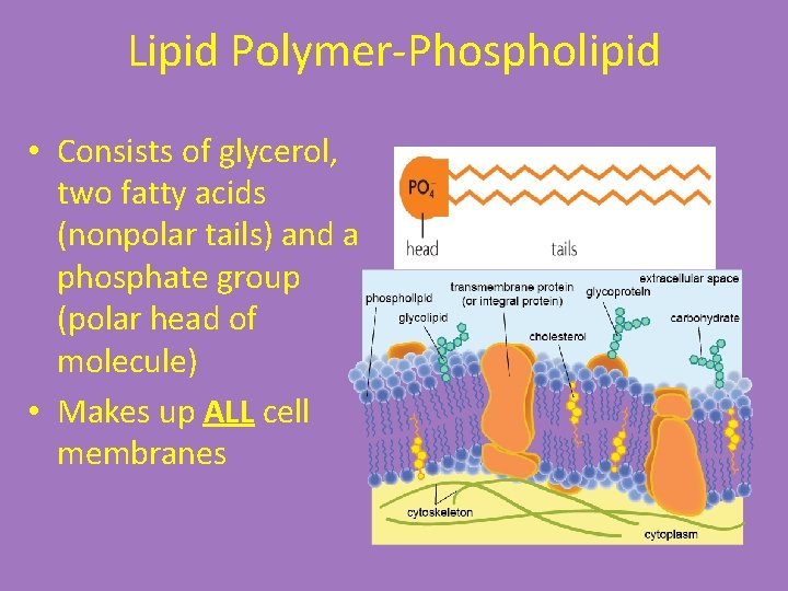 Lipid Polymer-Phospholipid • Consists of glycerol, two fatty acids (nonpolar tails) and a phosphate