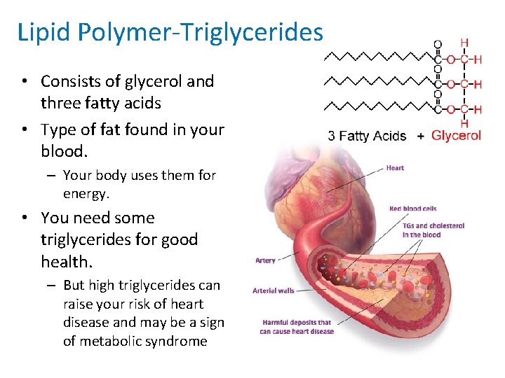 Lipid Polymer-Triglycerides • Consists of glycerol and three fatty acids • Type of fat