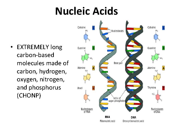 Nucleic Acids • EXTREMELY long carbon-based molecules made of carbon, hydrogen, oxygen, nitrogen, and