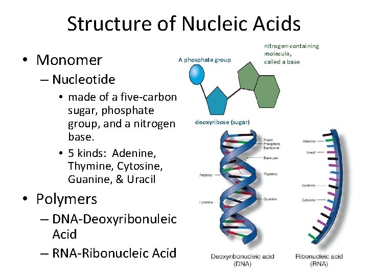 Structure of Nucleic Acids • Monomer A phosphate group – Nucleotide • made of