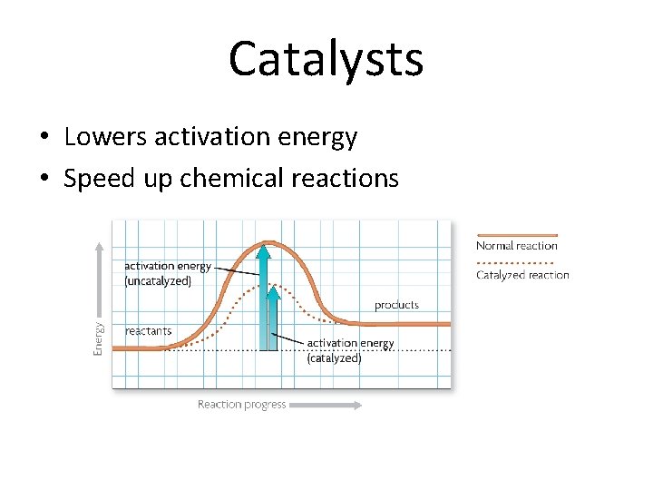Catalysts • Lowers activation energy • Speed up chemical reactions 