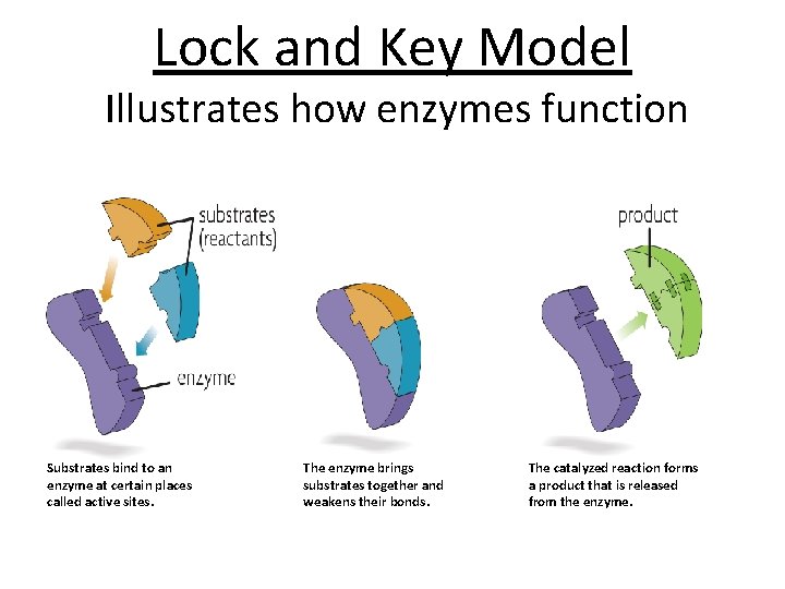 Lock and Key Model Illustrates how enzymes function Substrates bind to an enzyme at