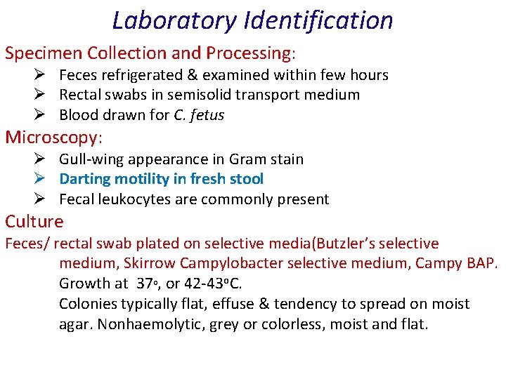 Laboratory Identification Specimen Collection and Processing: Ø Feces refrigerated & examined within few hours