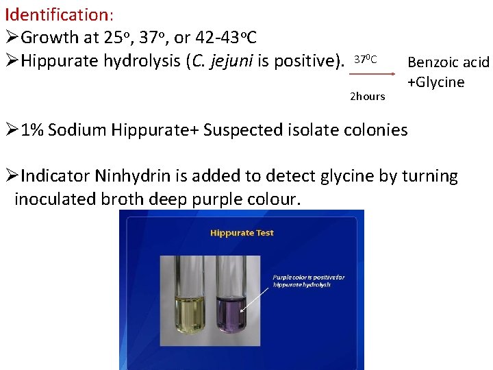 Identification: ØGrowth at 25 o, 37 o, or 42 -43 o. C ØHippurate hydrolysis