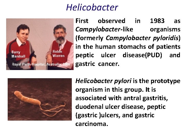 Helicobacter First observed in 1983 as Campylobacter-like organisms (formerly Campylobacter pyloridis) in the human