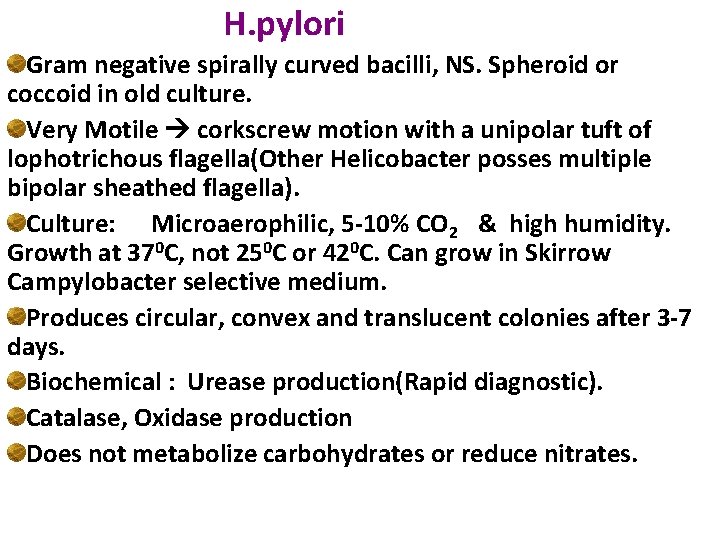 H. pylori Gram negative spirally curved bacilli, NS. Spheroid or coccoid in old culture.