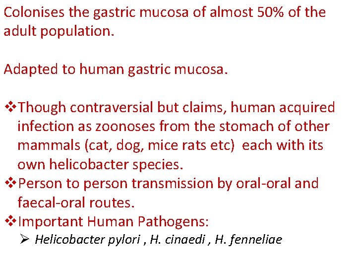 Colonises the gastric mucosa of almost 50% of the adult population. Adapted to human