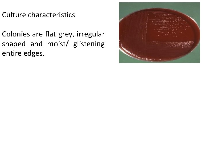 Culture characteristics Colonies are flat grey, irregular shaped and moist/ glistening entire edges. 