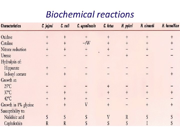 Biochemical reactions 