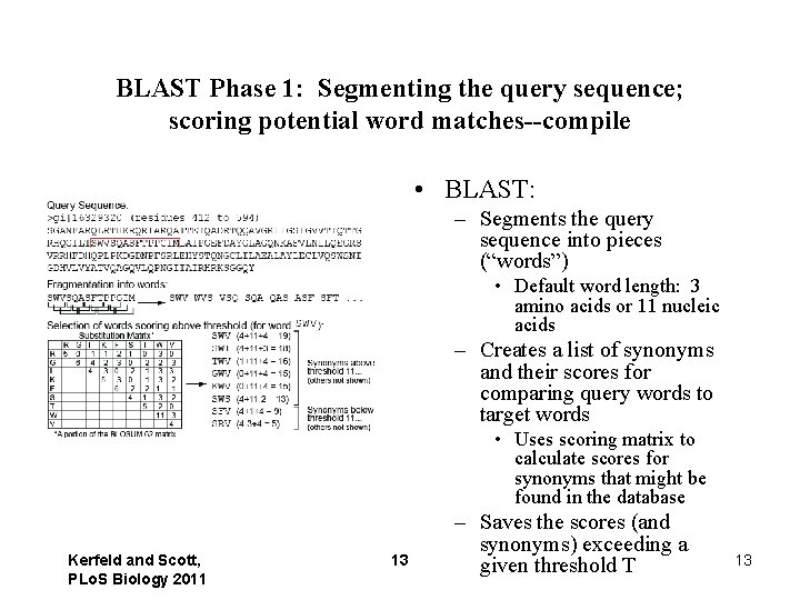 BLAST Phase 1: Segmenting the query sequence; scoring potential word matches--compile • BLAST: –