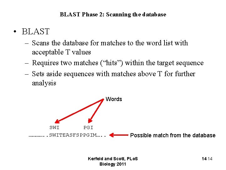 BLAST Phase 2: Scanning the database • BLAST – Scans the database for matches