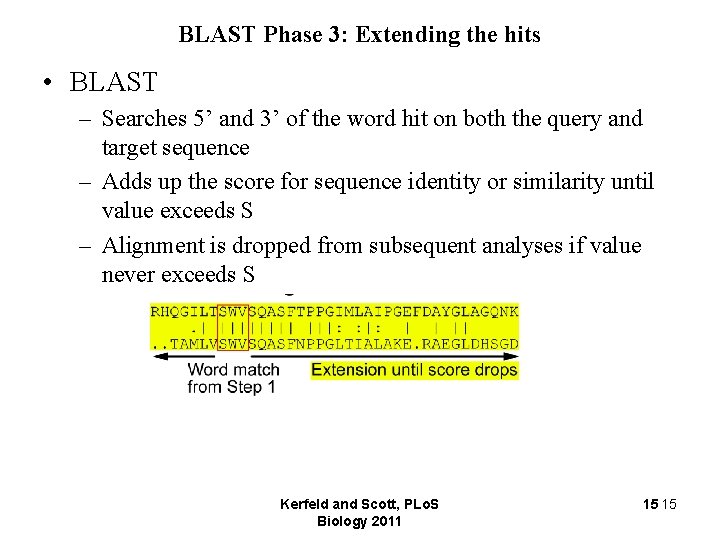 BLAST Phase 3: Extending the hits • BLAST – Searches 5’ and 3’ of