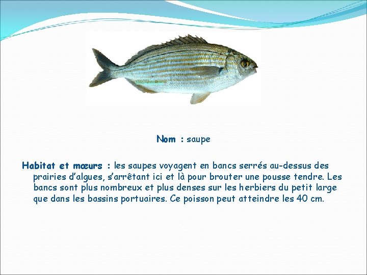 Nom : saupe Habitat et mœurs : les saupes voyagent en bancs serrés au-dessus