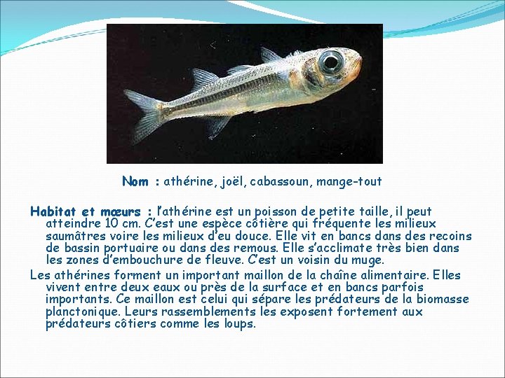 Nom : athérine, joël, cabassoun, mange-tout Habitat et mœurs : l’athérine est un poisson