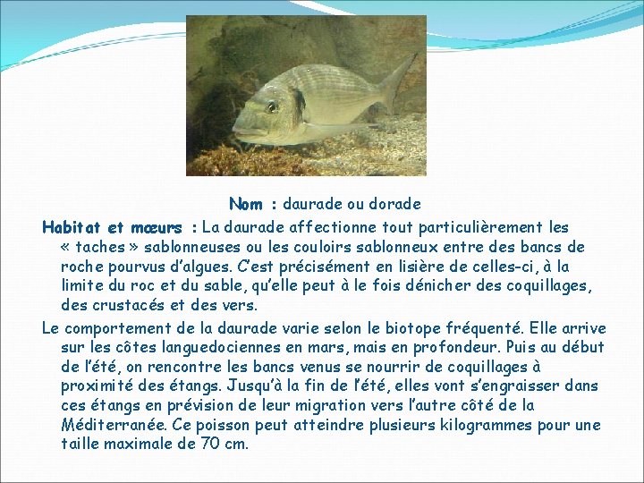 Nom : daurade ou dorade Habitat et mœurs : La daurade affectionne tout particulièrement