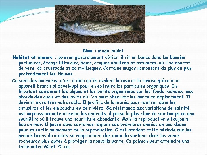 Nom : muge, mulet Habitat et mœurs : poisson généralement côtier, il vit en