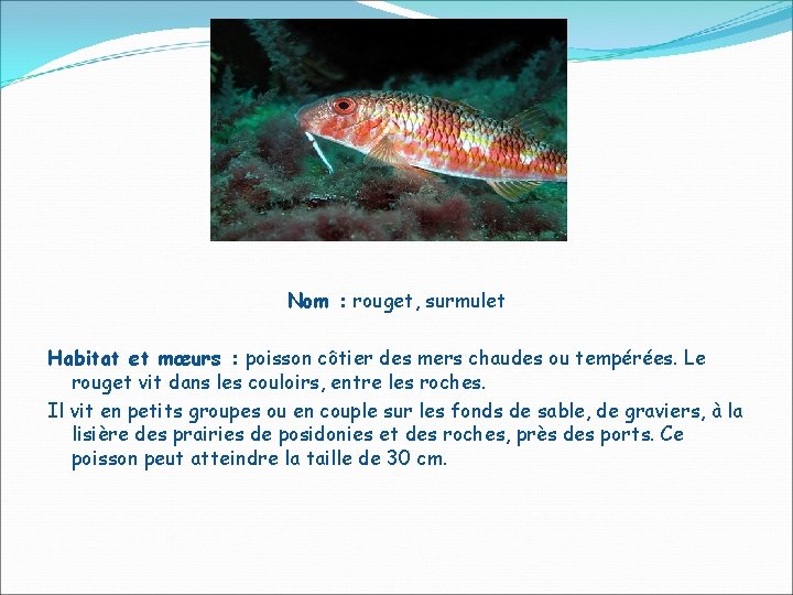 Nom : rouget, surmulet Habitat et mœurs : poisson côtier des mers chaudes ou