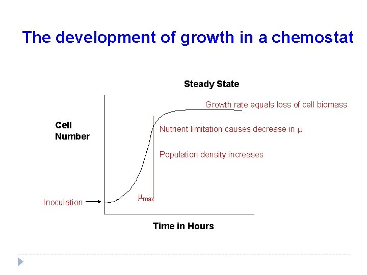The development of growth in a chemostat Steady State Growth rate equals loss of