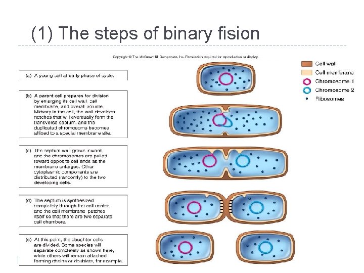 (1) The steps of binary fision 20 