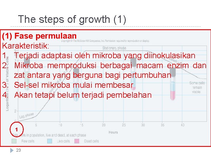 The steps of growth (1) Fase permulaan Karakteristik: 1. Terjadi adaptasi oleh mikroba yang