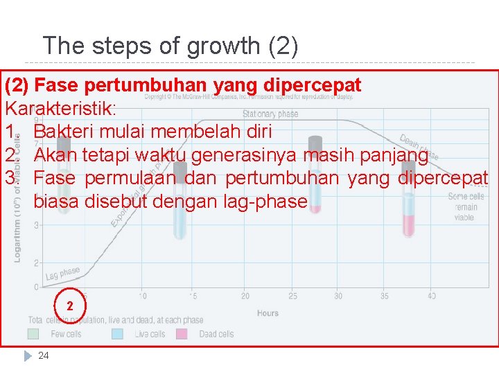 The steps of growth (2) Fase pertumbuhan yang dipercepat Karakteristik: 1. Bakteri mulai membelah