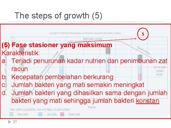 The steps of growth (5) 5 (5) Fase stasioner yang maksimum Karakteristik: a. Terjadi